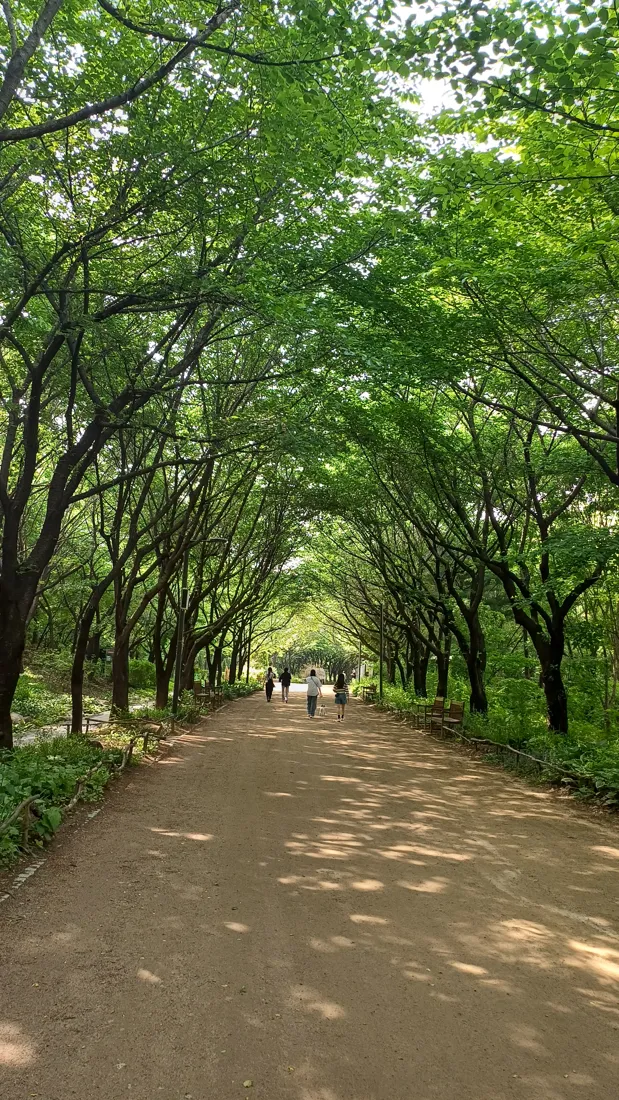 Tree-lined walking path in Seoul Forest